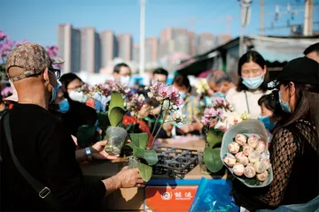 花市新观：线上火热、线下变革