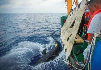 145天，鲸鱼“海棠”重回大海