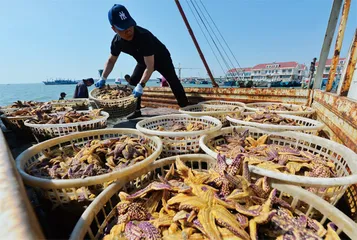 胶州湾：海星泛滥之后