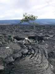 夏威夷的火山往事