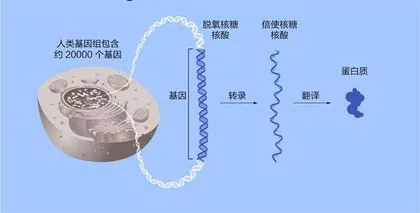 微小RNA：小小的基因调控者1