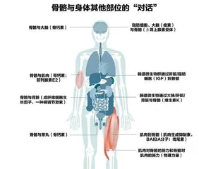 骨骼与身体的“对话”4