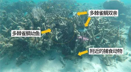 噪声污染下的生物圈2