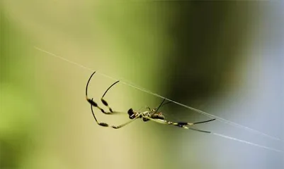 蜘蛛织网的大智慧