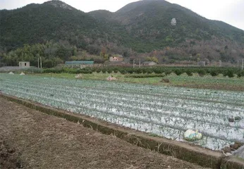 一颗水仙花球的“奋斗史”2