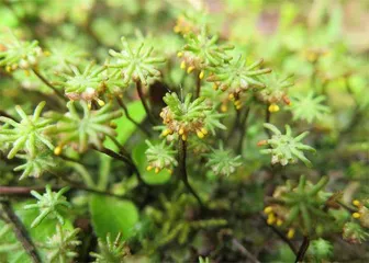 绽放在春日的“苔花”3