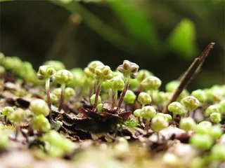 绽放在春日的“苔花”4