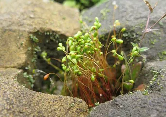 绽放在春日的“苔花”5