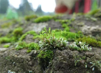 绽放在春日的“苔花”6