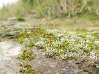 绽放在春日的“苔花”7