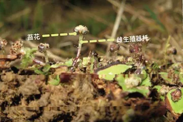 绽放在春日的“苔花”8