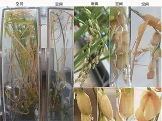 “上天”植物别样新1