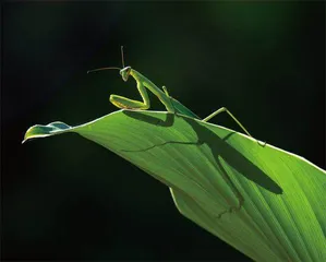 “螳螂弑夫”是一定会发生的吗2