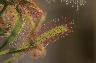 植物界的“捕猎小能手”1