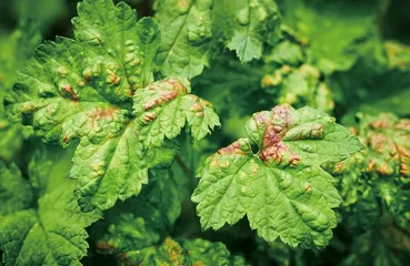 植物也会发烧？