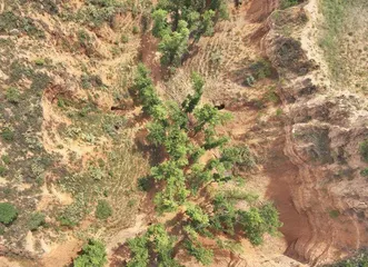 不法分子盯上山沟里的“土龙骨”4