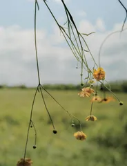 绿树荫浓夏长4