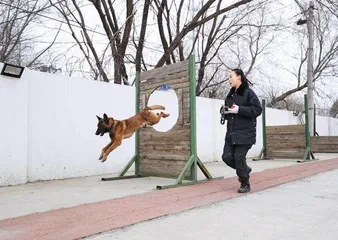 我的警犬战友3