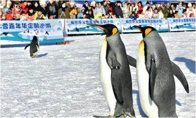 陶然亭冰雪嘉年华点亮北京城市冰雪经济6