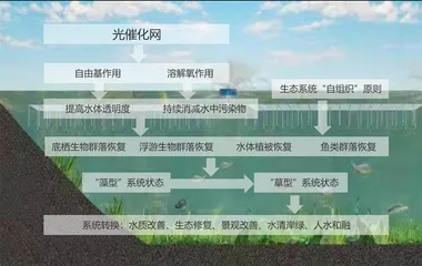 双良环境：做生态“碳路者”0