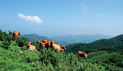 为践行乡村振兴战略施足“保险肥”2