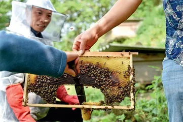 深山里的养蜂人8