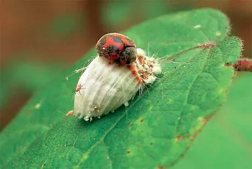 保卫柑橘树：澳洲短角瓢虫大战吹绵蚧