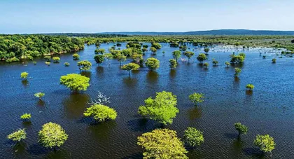 “为地球植树”，弊病重重