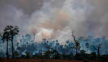 研究发现火灾是全球大气二氧化碳浓度升高的“罪魁祸首”之一