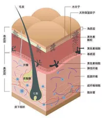 轻松美白　从底层逻辑入手1