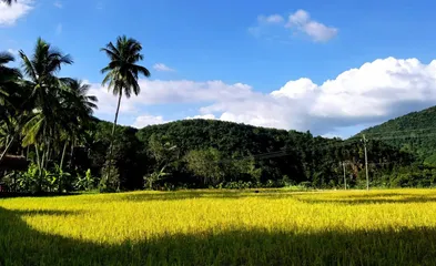 黎乡王下漫笔