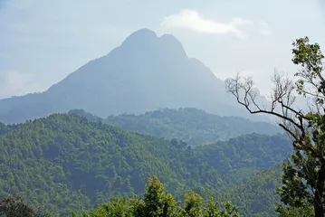 雨林深处有芳邻