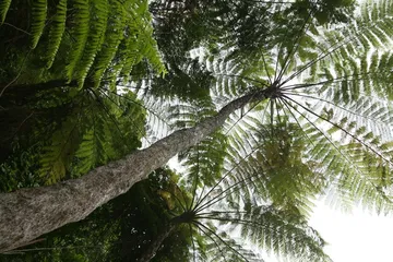 雨林深处有芳邻4