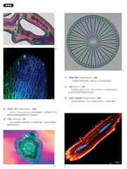 年度全球生命科学光学显微镜奖公布获奖名单2