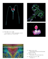 年度全球生命科学光学显微镜奖公布获奖名单3