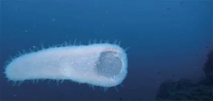 海里的“大号丝袜”——火体虫1