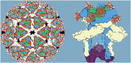 分子探案有助破解生命科学难题