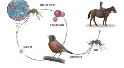 分子探案有助破解生命科学难题1