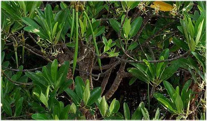 胎生植物 