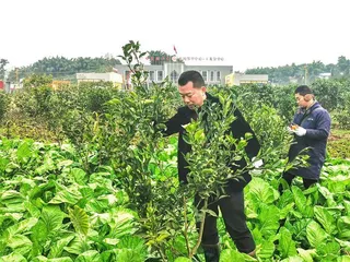 搞活村集体经济，这些村干部有“三愁”