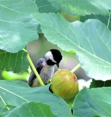 无花果的秘密生活7