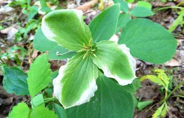 植原体：残害植物的黑手1