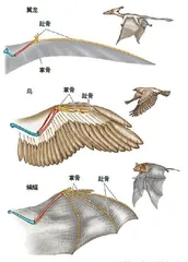 远古天空霸主3