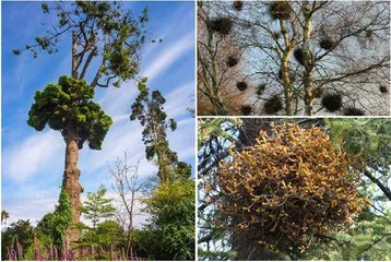 植原体：残害植物的黑手5