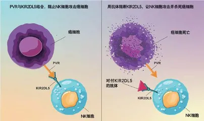 释放“自然杀手”克癌 2