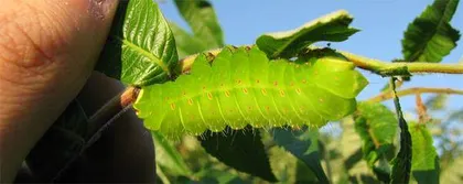 几则野生生物的趣味问答11