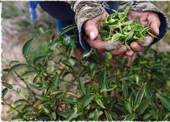 小昆虫激发茶香味2