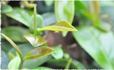 小昆虫激发茶香味3