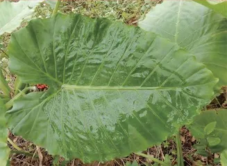 海芋的故事2