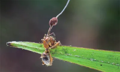 自然界中的“僵尸王”